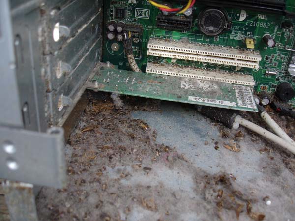 Cockroaches in a computer